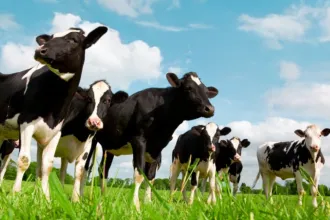 European Dairy Derivatives