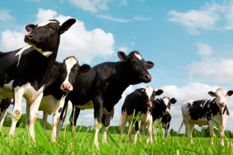 Launch of Dairy Derivatives